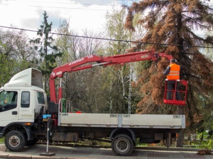 В «Первомайском парке» убирают засыхающие ели