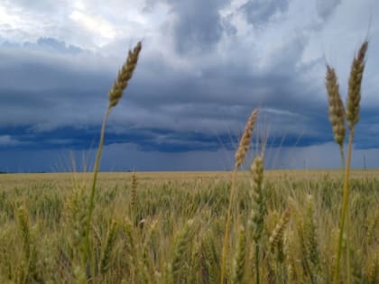 В Курской области на треть снизился экспорт подкарантинной Россельхознадзору продукции