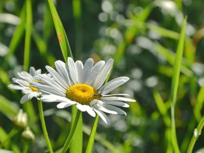 15 июня в Курске будет температура 21-26 градусов и небольшие дожди