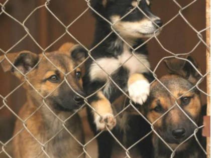 Мэрия Курска прокомментировала проблему бродячих собак в городе