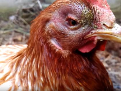 Осторожно: грипп птиц!