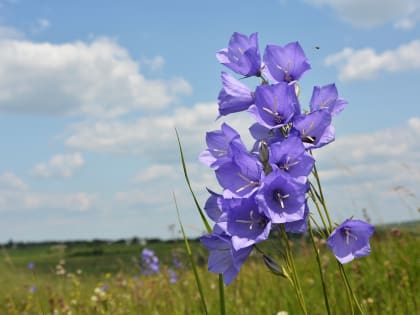23 июня в Курске местами будут грозы и град