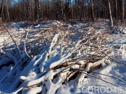 В Липецке в Нижнем парке на площади 1,7 га вырубают засохшие деревья