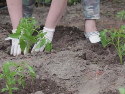 В Курске состоится садовая ярмарка