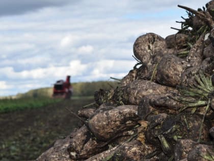 В Курской области в 2023 году собрали 5 млн тонн сахарной свеклы