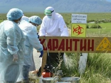 ЧТО НУЖНО ЗНАТЬ О СИБИРСКОЙ ЯЗВЕ