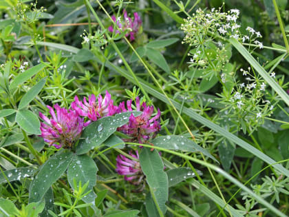 9 июля в Курске будет пасмурно и 20 градусов