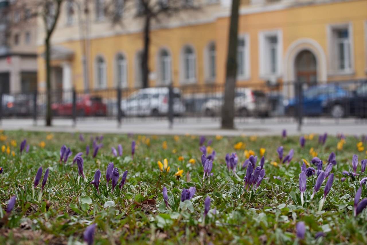 Крокус новости погибло. Крокусы в цветнике. Крокусы фото.