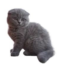 Scottish Fold menu image copy