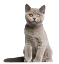Chat-Scottish-Straight-gris-disponible-a-ladoption-au-meilleur-prix-au-Maroc-chatterie-pepe.webp