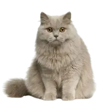 British Longhair menu image copy