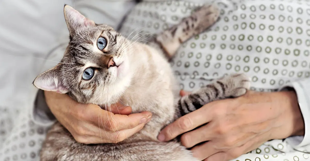 Age Chat Guide Âge Chat Humain : 8 Techniques Infaillibles Pour Votre Félin