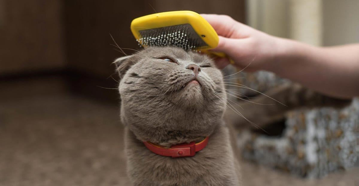 Un propriétaire brossant un chat Scottish Fold gris