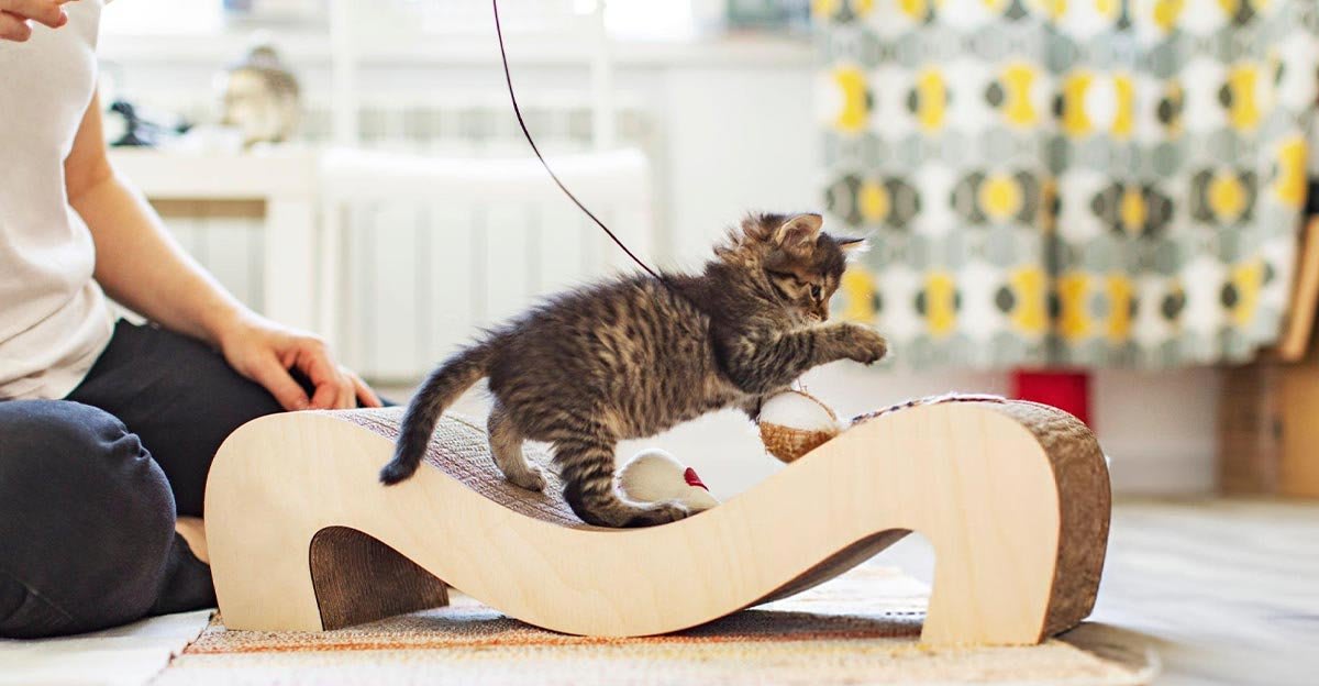 Chaton joueur profitant d’un jouet à gratter dans un environnement confortable.