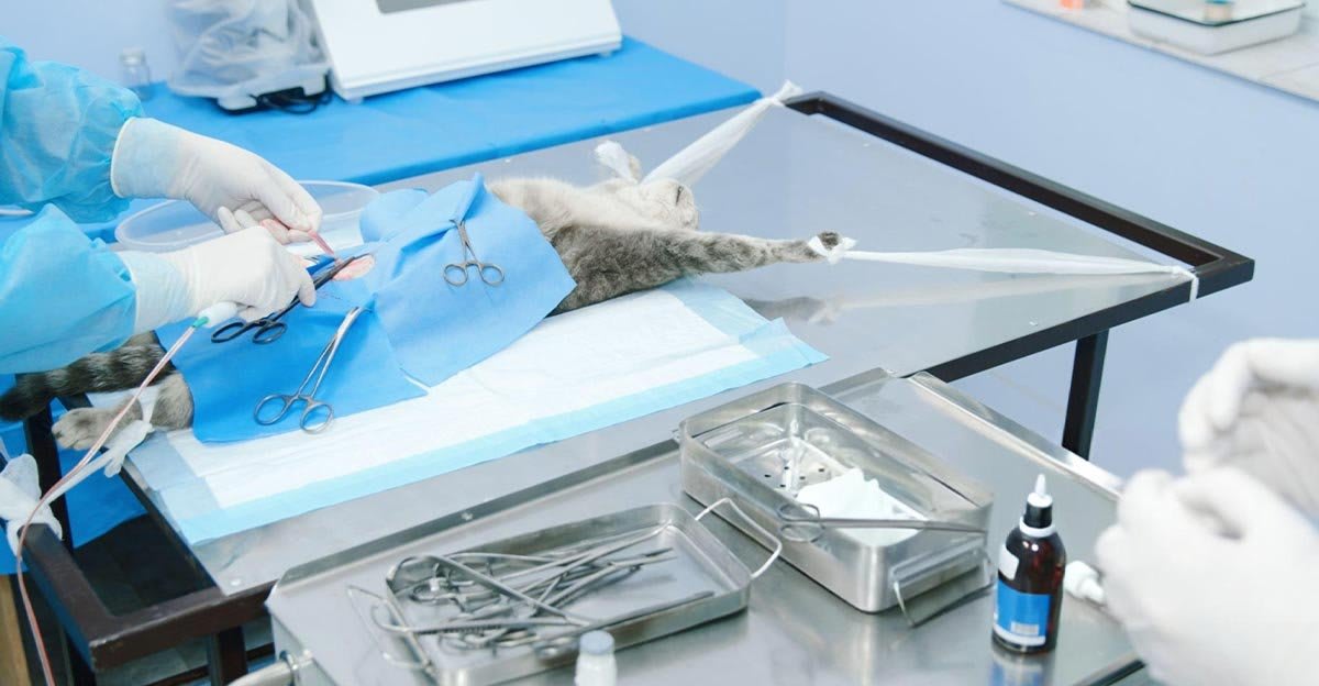 Préparation des instruments chirurgicaux pour la stérilisation d’un chat.