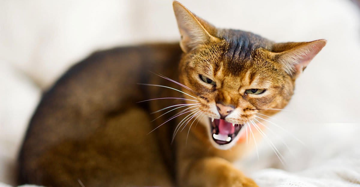 Un chat présentant des signes de RAGE CHEZ LE CHAT, montrant des dents et une posture agressive.