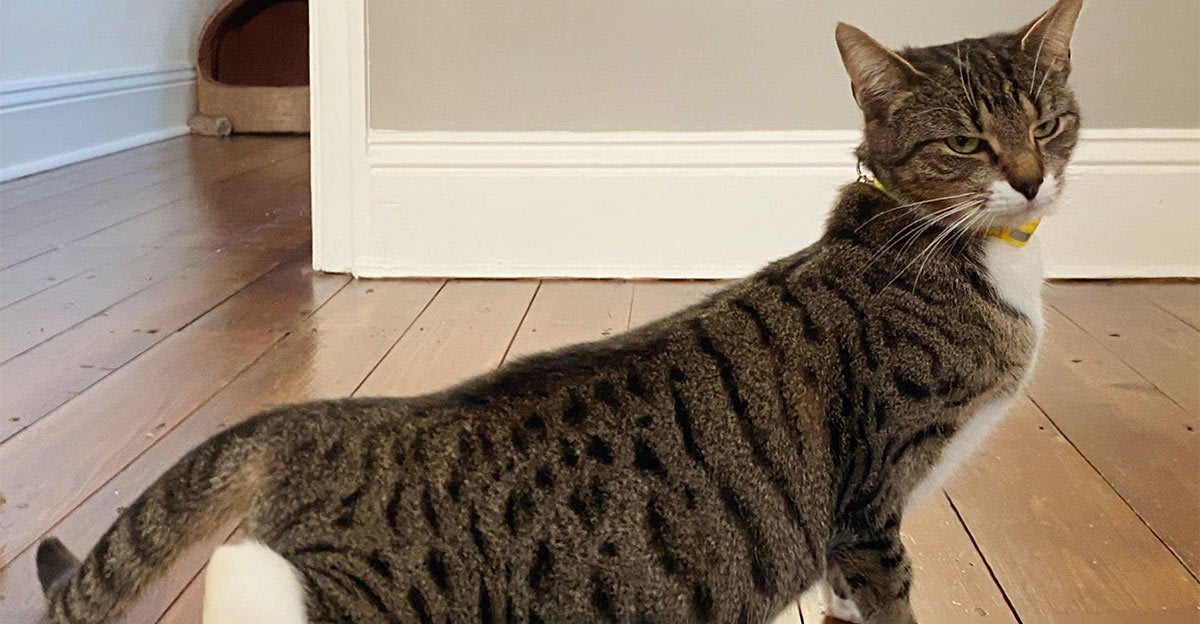 La chaleur chez les chats est essentielle pour leur bien-être, comme le montre ce chat allongé et détendu.