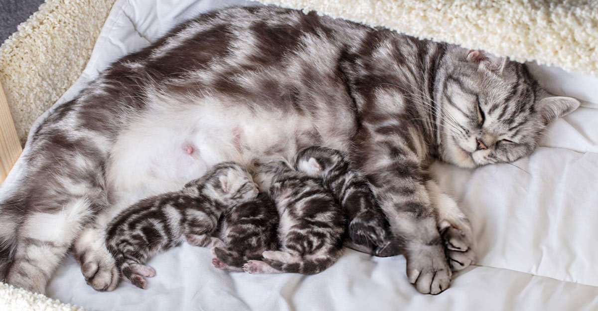 Accouchement chat, une chatte met au monde ses chatons dans un environnement sécurisé.