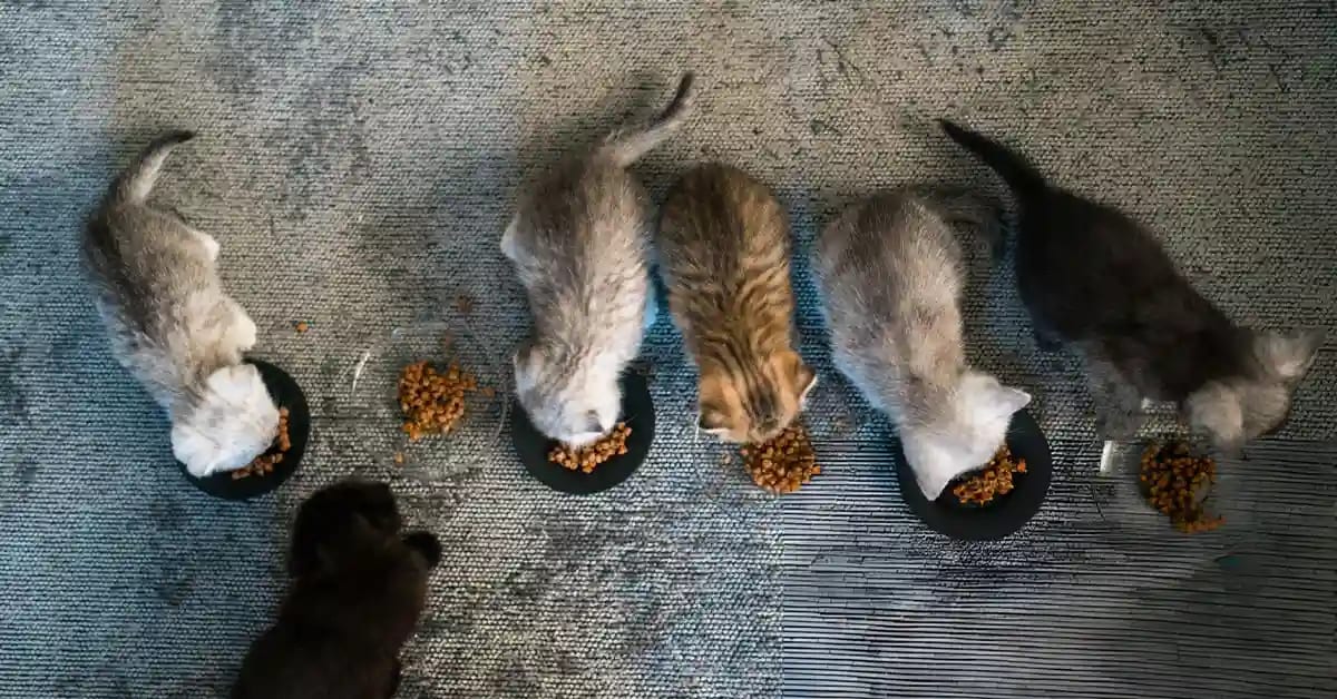 Chaton British Shorthair mangeant de la nourriture