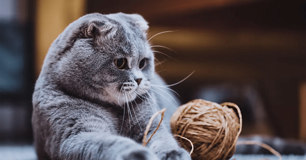 Chat Scottish Fold gris à poil court, adoption d'animaux, amour des animaux