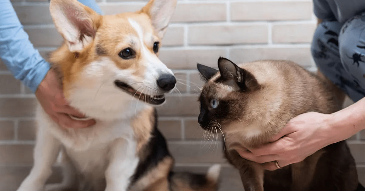 Animaux se reposant ensemble après une rencontre réussie