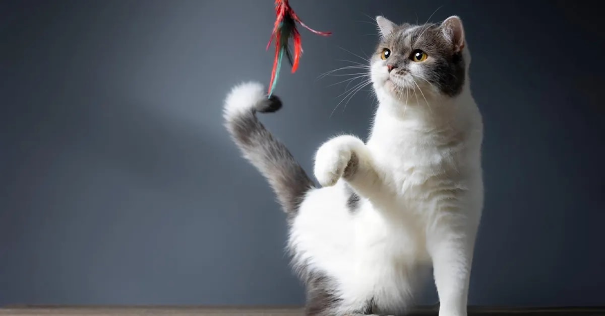 Signes de santé chaton : un chaton vif, avec des yeux clairs et un pelage brillant, montrant des signes de bonne santé.