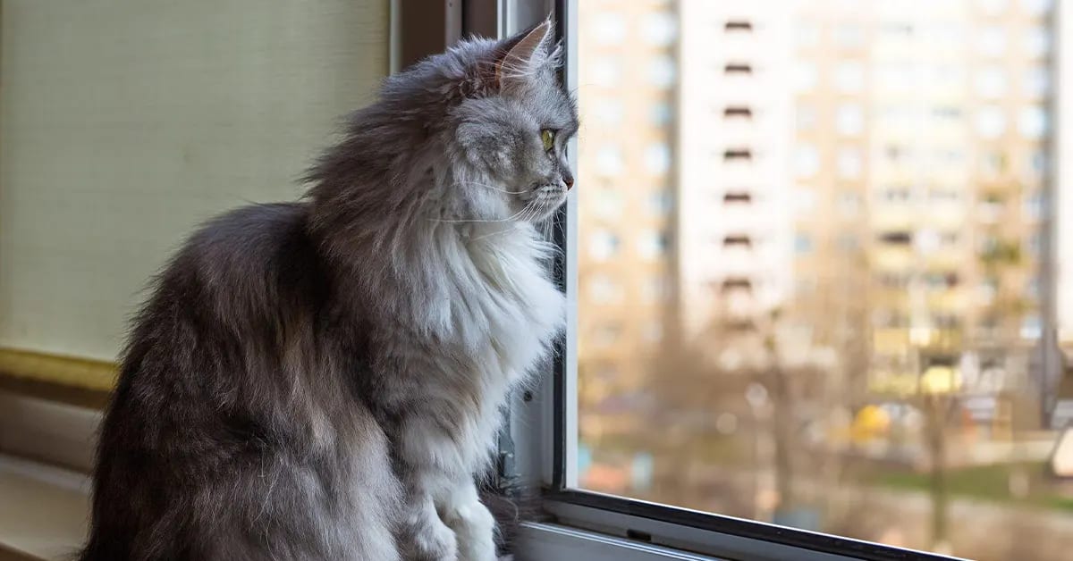 Chaton regardant la rue à travers une fenêtre sécurisée — sécuriser sa maison pour un chaton