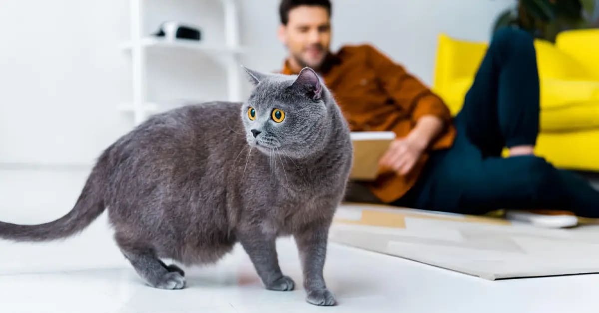 Comment apprendre un chaton à reconnaître son nom