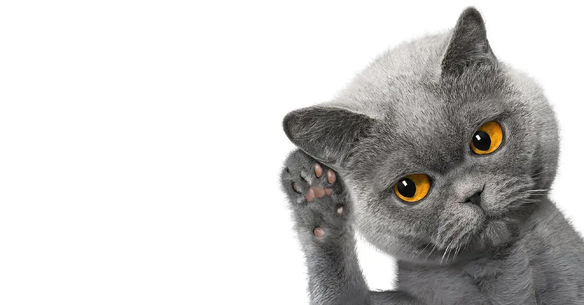 Comment apprendre un chaton à reconnaître son nom