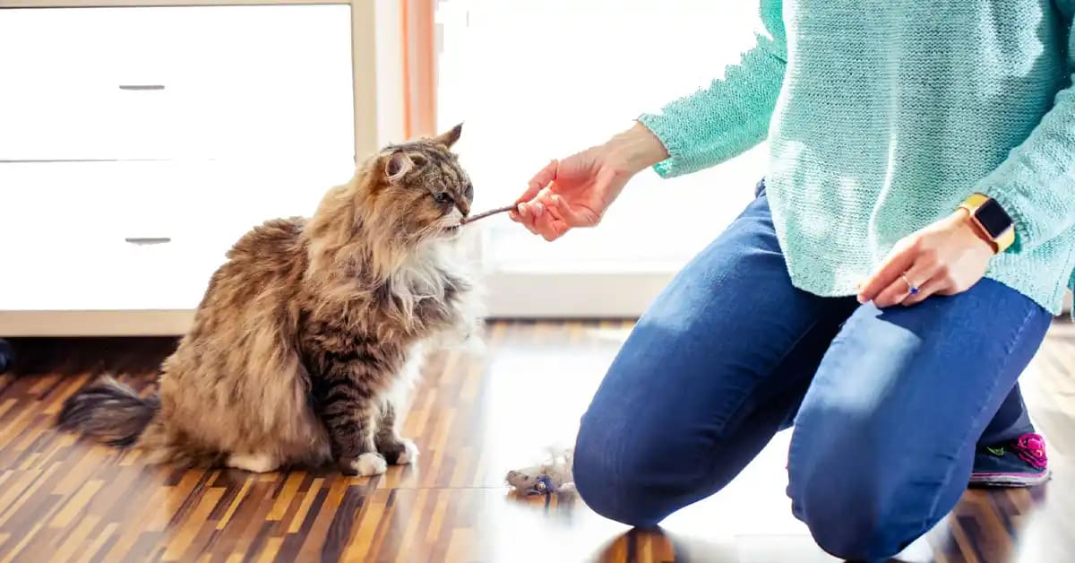 Chaton recevant une friandise pour avoir reconnu son nom