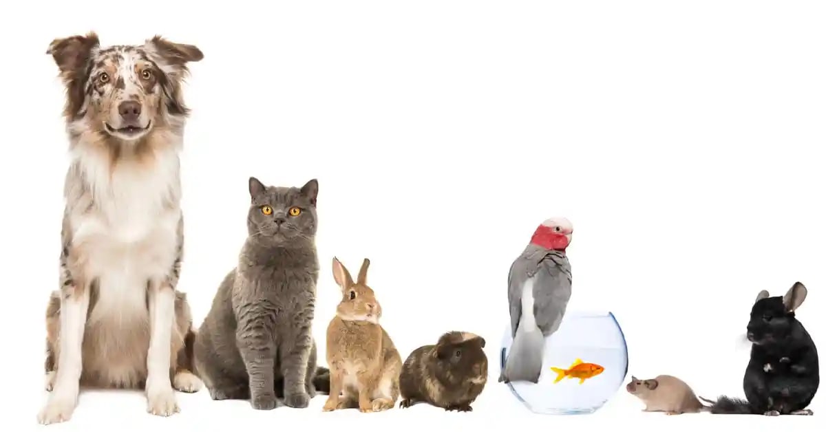 Un chaton et un chien se reniflant doucement, illustrant les étapes pour introduire un chaton aux autres animaux de la maison.