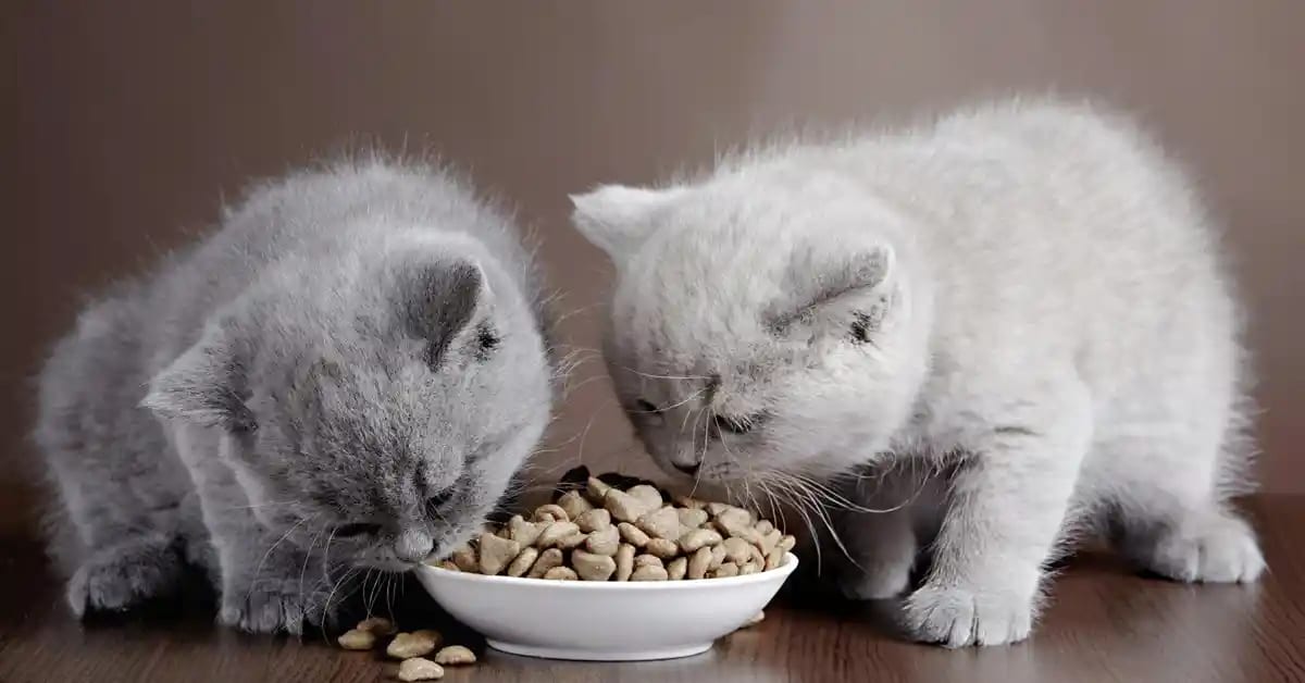 Deux chatons mangeant ensemble des croquettes dans un bol, illustrant les meilleures pratiques pour nourrir votre chaton avec une alimentation adaptée.