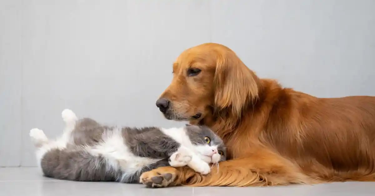 Un chaton joue avec une main humaine, illustrant l’importance de socialiser un chaton pour renforcer sa confiance et ses interactions sociales.