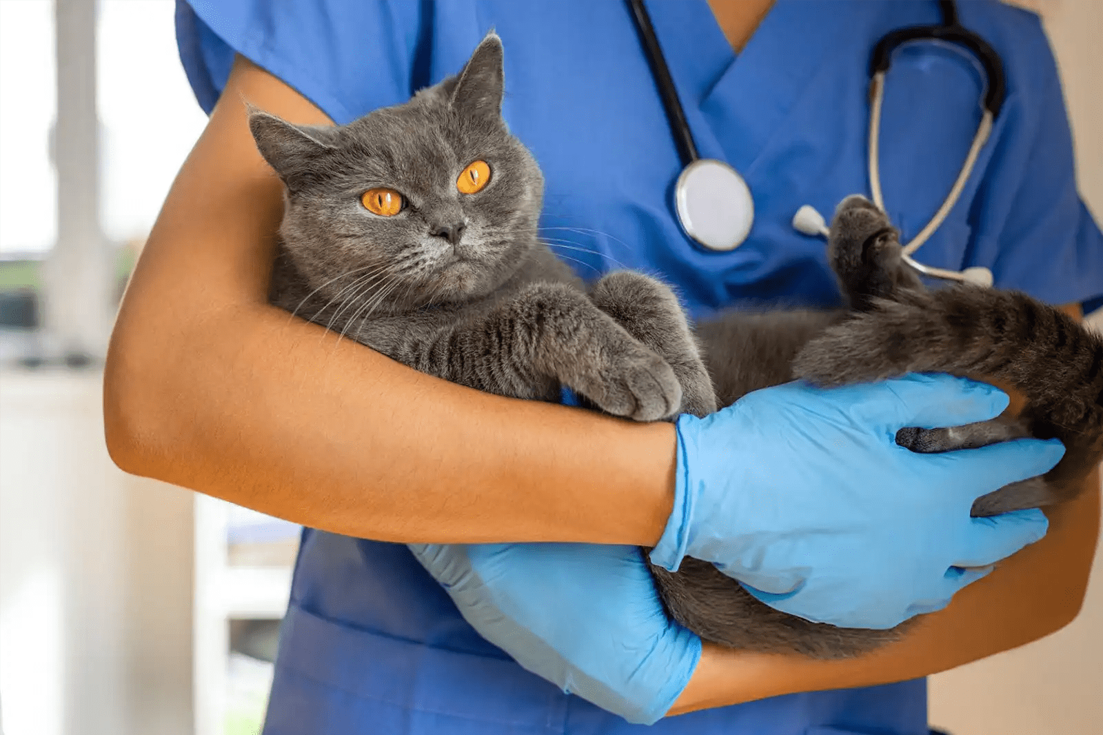 Chaton sur une table d’examen vétérinaire lors de sa première visite, illustrant l’importance de la première visite vétérinaire chaton.