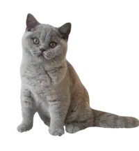 British Shorthair menu image copy