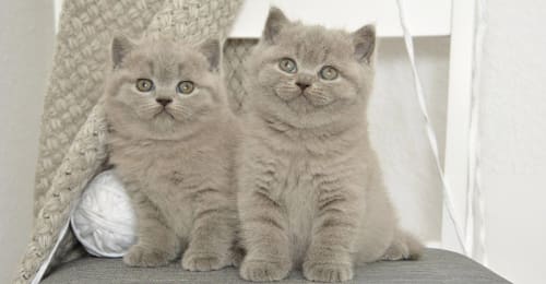 Deux chatons, un mâle et une femelle, illustrant les différences — chat mâle ou femelle