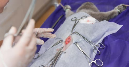 Vétérinaire en train de stériliser un chat dans une clinique spécialisée.