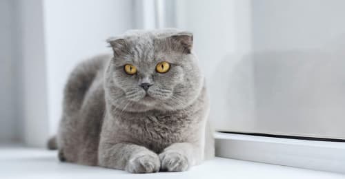Chat Scottish Fold gris avec oreilles pliées posé élégamment.