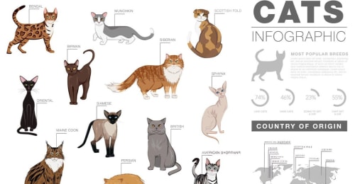 Une sélection de chats populaires au Maroc en 2025, montrant différentes races de félins appréciées par les Marocains.