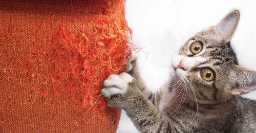 Chat griffe un meuble avec ses pattes avant, montrant des signes de comportement naturel de griffade.