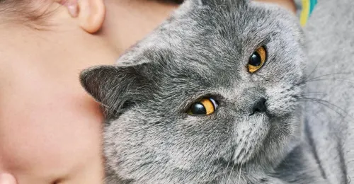 Un chaton joue avec son propriétaire pour renforcer le lien avec son chat.