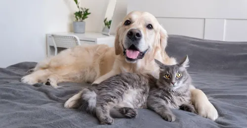 Chaton et chien interagissant de manière amicale pour illustrer l’entente chaton-chien.