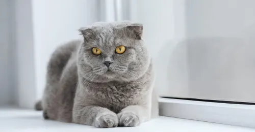 Chat Scottish Fold gris avec oreilles pliées posé élégamment.