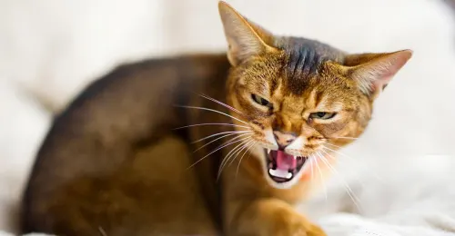 Un chat présentant des signes de RAGE CHEZ LE CHAT, montrant des dents et une posture agressive.