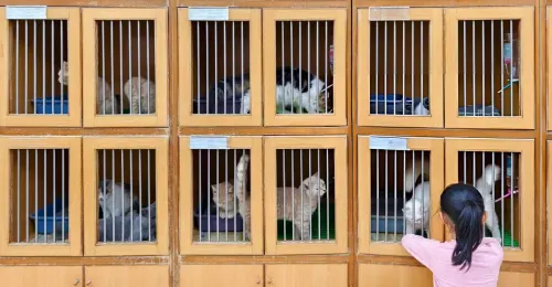 Acheter un chaton chez un éleveur responsable au Maroc au lieu de l'acheter chez une animalerie