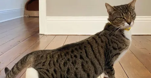 La chaleur chez les chats est essentielle pour leur bien-être, comme le montre ce chat allongé et détendu.