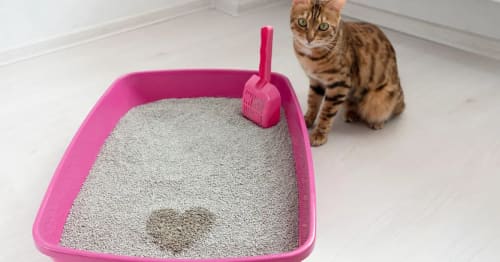 Entraîner Chaton à la Litière avec succès grâce à des techniques simples et efficaces pour garantir une cohabitation propre.