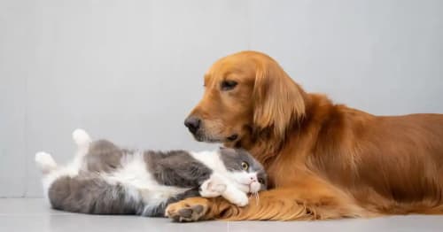 Un chaton joue avec une main humaine, illustrant l’importance de socialiser un chaton pour renforcer sa confiance et ses interactions sociales.