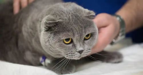 Signes de Maladie chez un Chaton : fatigue et léthargie