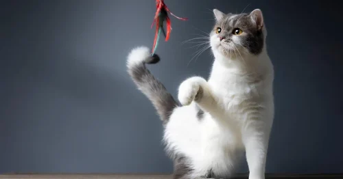 Signes de santé chaton : un chaton vif, avec des yeux clairs et un pelage brillant, montrant des signes de bonne santé.